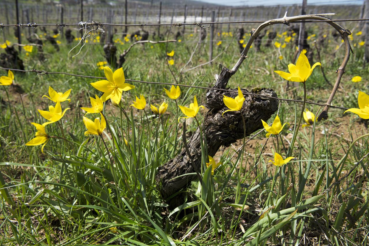 Flore Tulipe de vigne Tul_0378